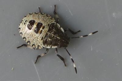 <i>Rhaphigaster nebulosa</i>