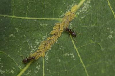 <i>Panaphis juglandis</i>