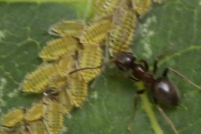 <i>Panaphis juglandis</i>