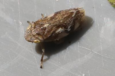 <i>Philaenus spumarius</i>