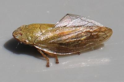 <i>Aphrophora</i>