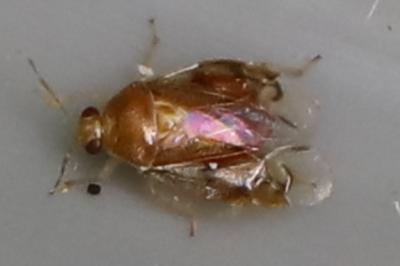 <i>Deraeocoris lutescens</i>