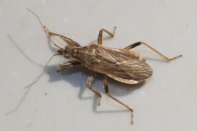 <i>Himacerus major</i>