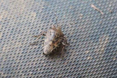 <i>Rhaphigaster nebulosa</i>