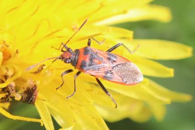 <i>Corizus hyoscyami</i>
