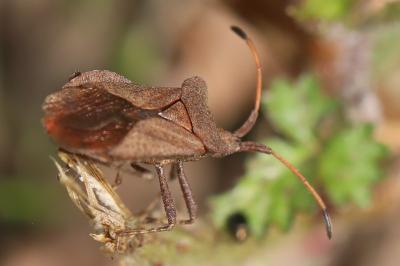 <i>Coreus marginatus</i>