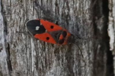 <i>Melanocoryphus albomaculatus</i>
