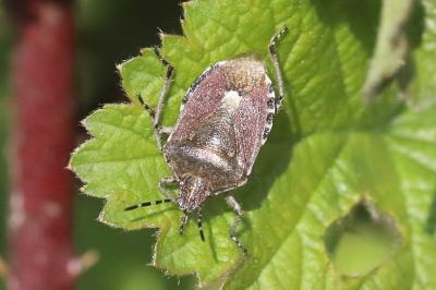 <i>Dolycoris baccarum</i>