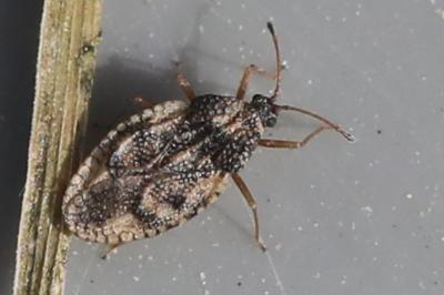 Dictyla humuli