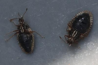 Dictyla humuli