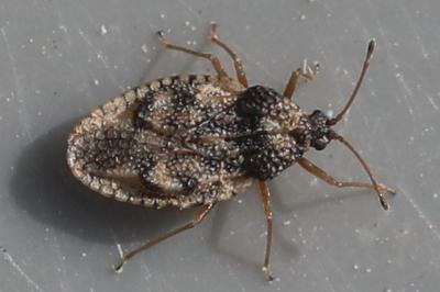 <i>Dictyla humuli</i>