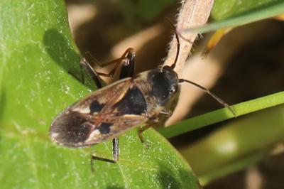 <i>Rhyparochromus vulgaris</i>