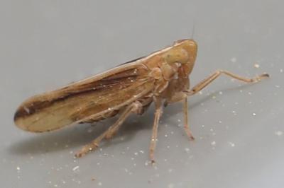 <i>Stenocranus minutus</i>