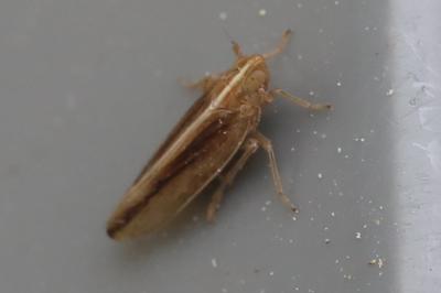 <i>Stenocranus minutus</i>