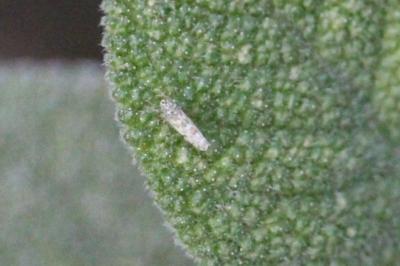 <i>Eupteryx</i>
