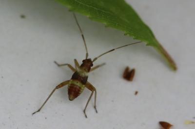 <i>Closterotomus fulvomaculatus</i>