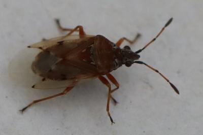 <i>Kleidocerys resedae</i>