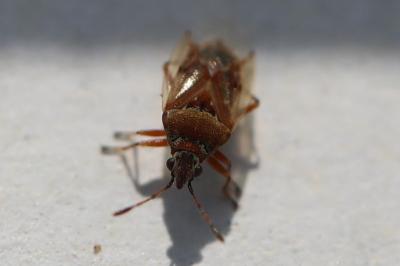 <i>Kleidocerys resedae</i>