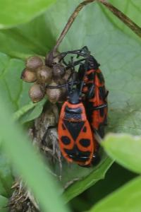 <i>Pyrrhocoris apterus</i>