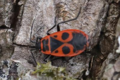 <i>Pyrrhocoris apterus</i>