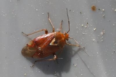 <i>Lygus pratensis</i>