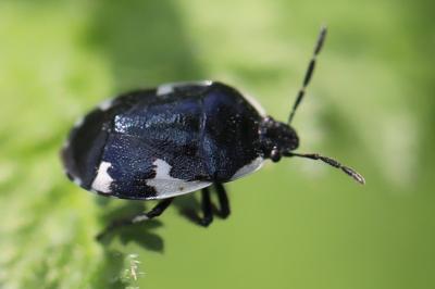 <i>Tritomegas sexmaculatus</i>