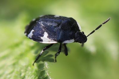 <i>Tritomegas sexmaculatus</i>