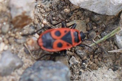 <i>Pyrrhocoris apterus</i>