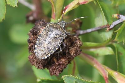 <i>Rhaphigaster nebulosa</i>