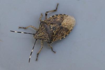 <i>Rhaphigaster nebulosa</i>