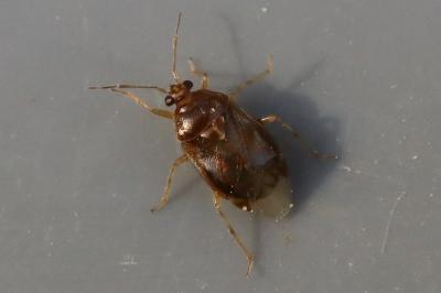 <i>Deraeocoris lutescens</i>