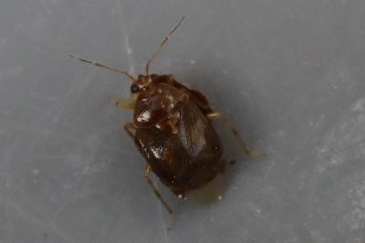 <i>Deraeocoris lutescens</i>