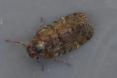 <i>Cixius</i>