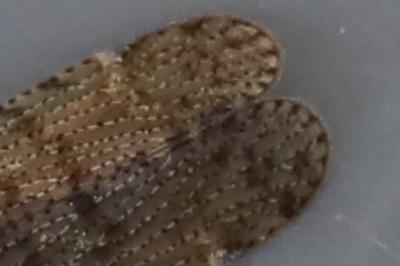 <i>Cixius</i>