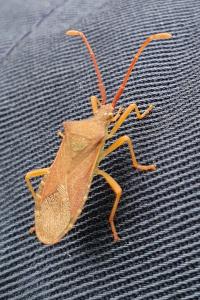 <i>Gonocerus acuteangulatus</i>