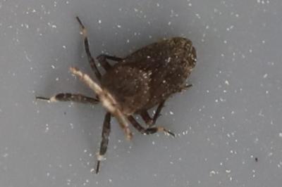 <i>Asiraca clavicornis</i>