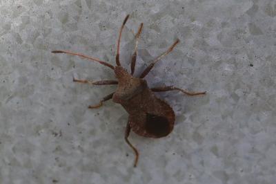 <i>Coreus marginatus</i>