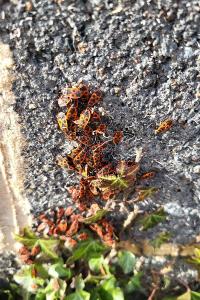 <i>Pyrrhocoris apterus</i>