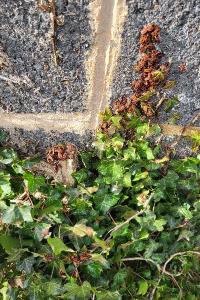<i>Pyrrhocoris apterus</i>
