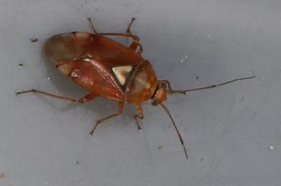 <i>Lygus pratensis</i>