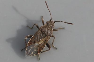 Stictopleurus punctatonervosus