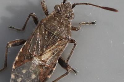 <i>Stictopleurus punctatonervosus</i>