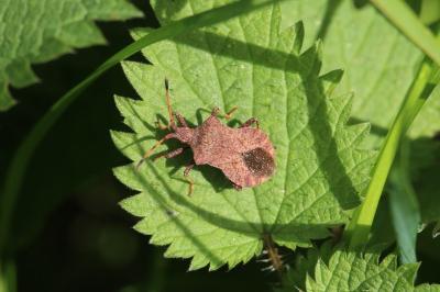 <i>Coreus marginatus</i>