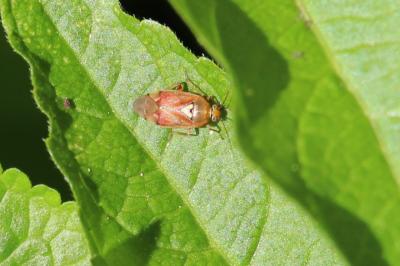 <i>Lygus pratensis</i>