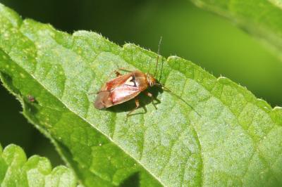 <i>Lygus pratensis</i>