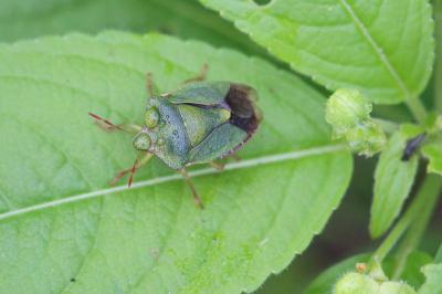 <i>Palomena prasina</i>