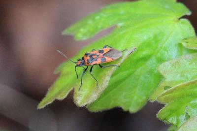 <i>Corizus hyoscyami</i>