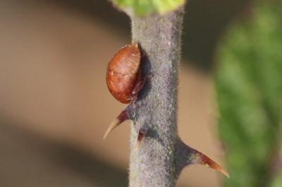 <i>Penthimia nigra</i>