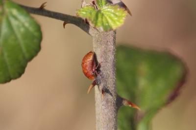 <i>Penthimia nigra</i>