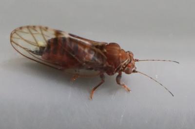 <i>Cacopsylla crataegi</i>